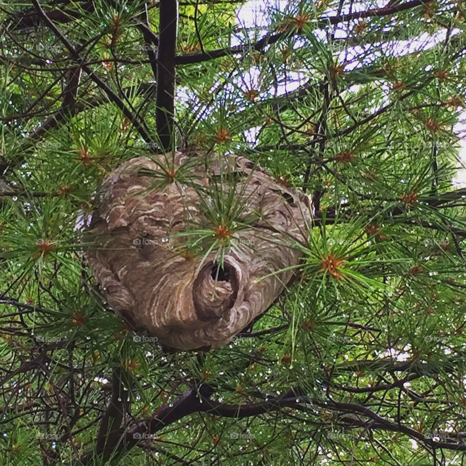 Bald face hornets nest . 
