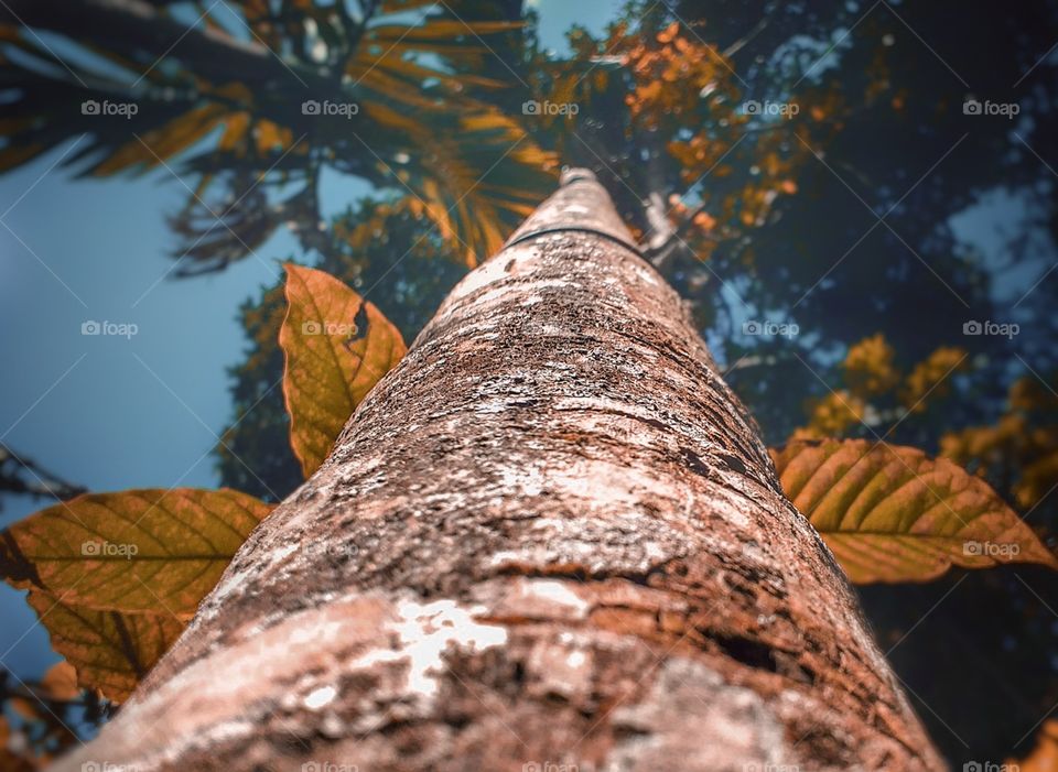 areca tree bottom to top view, textures of the world