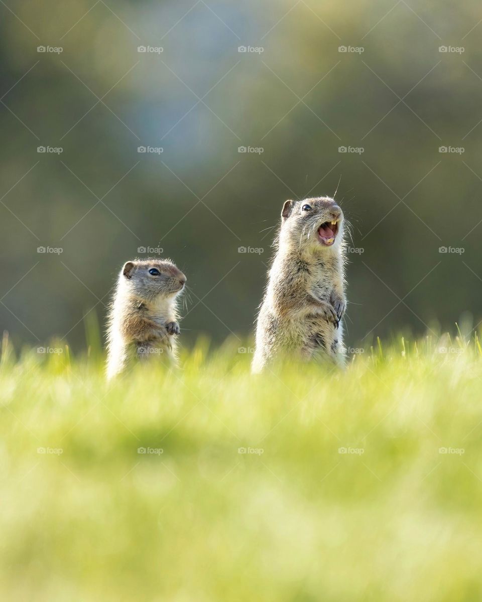 Portrait of two Uinta ground squirrels in Yellowstone National Park, Wyoming USA