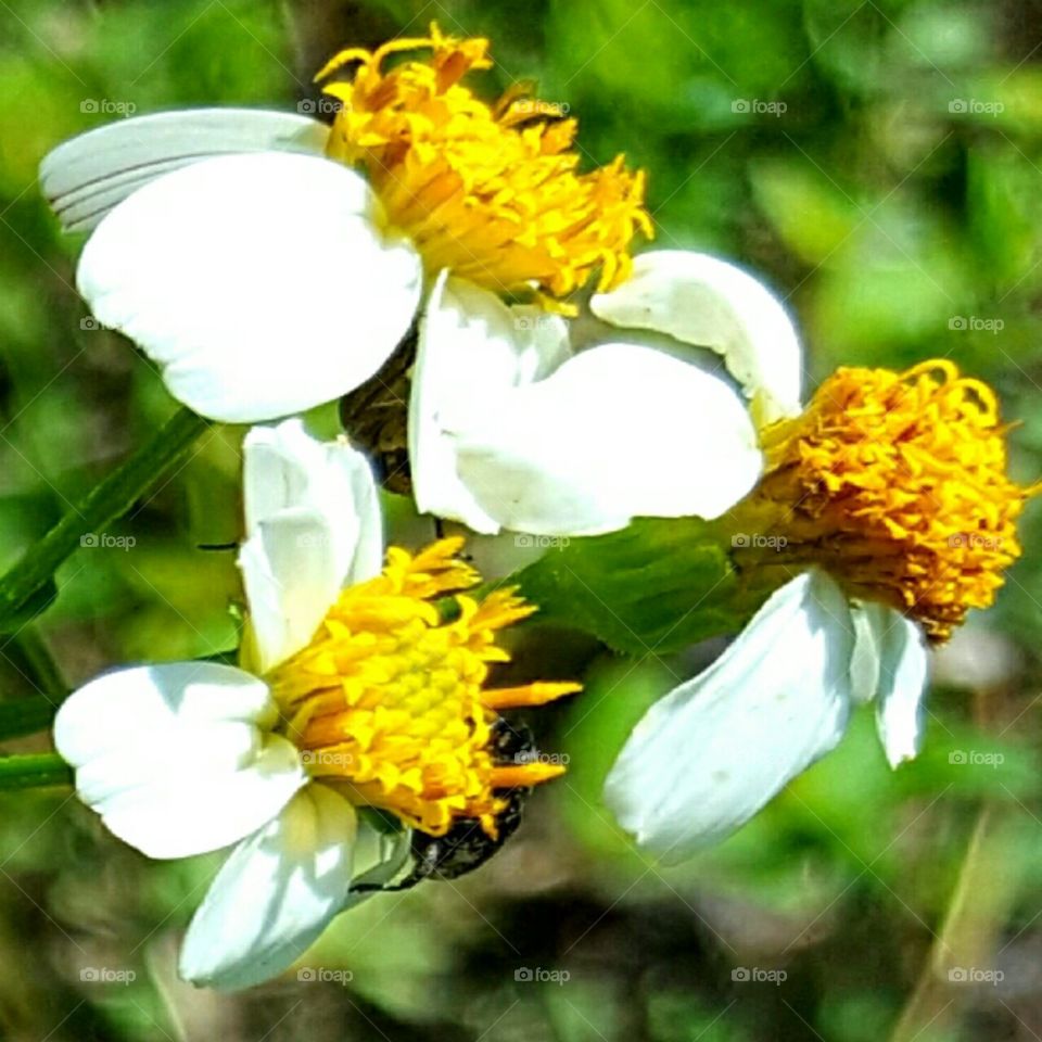 Nature, Flora, Summer, Flower, Leaf