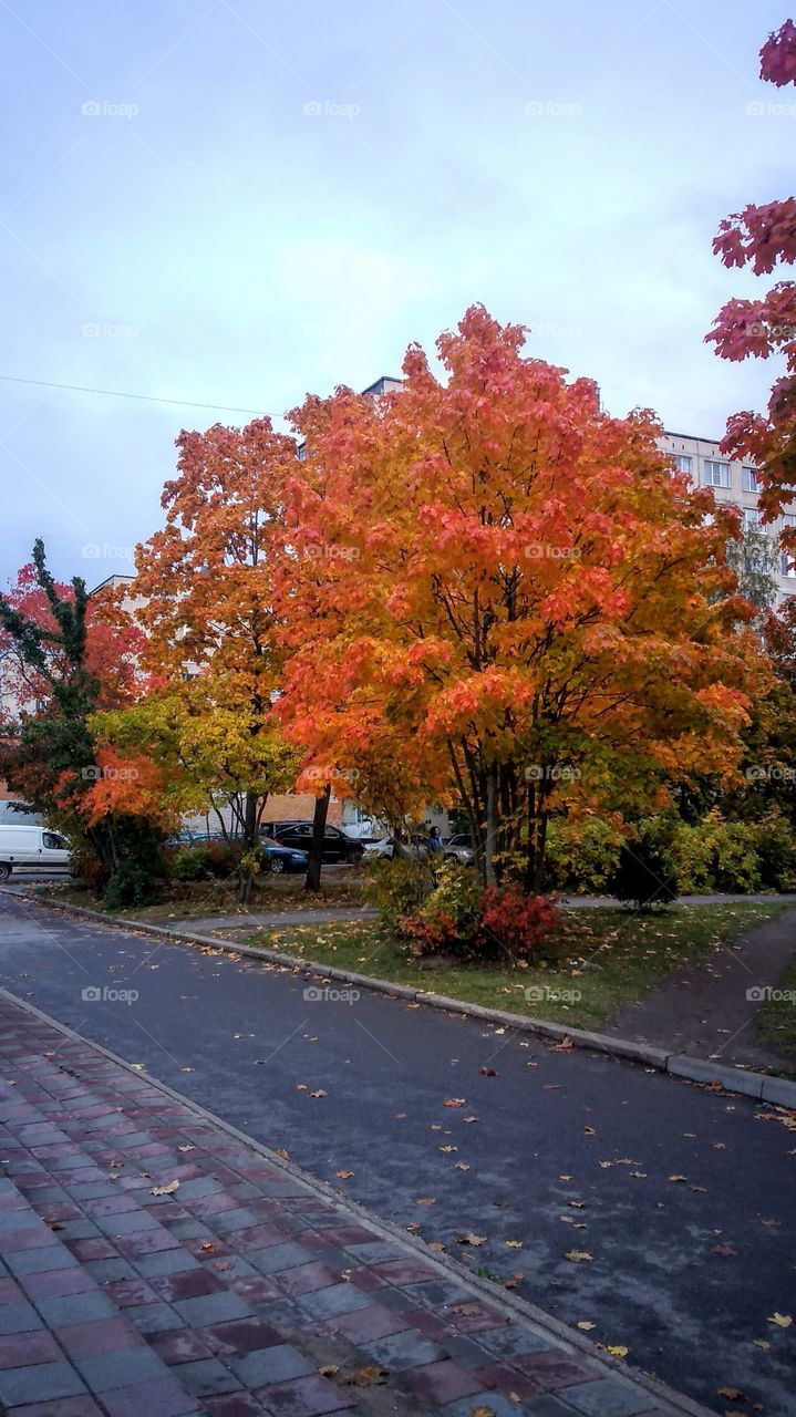 краски осени