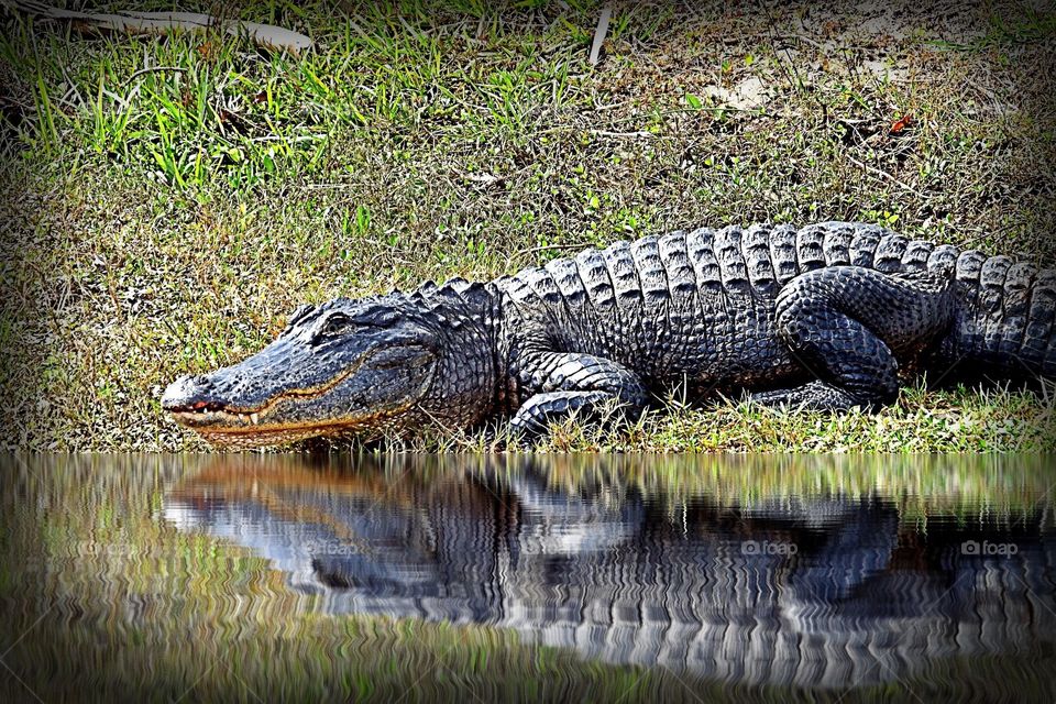 alligator