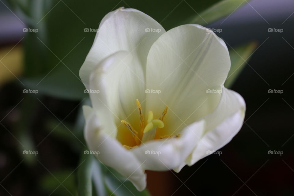 White tulip