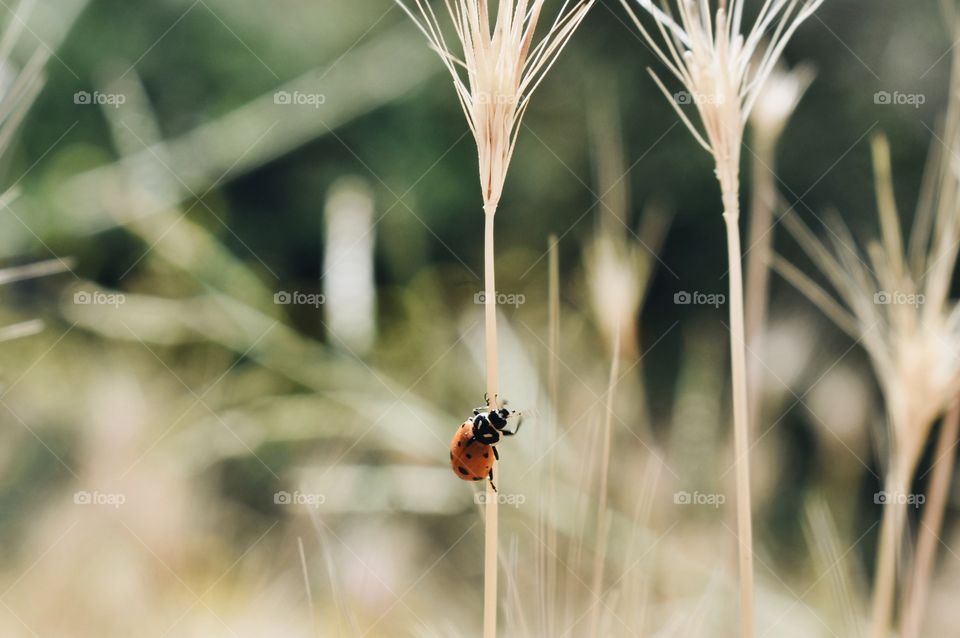 Ladybird on grass