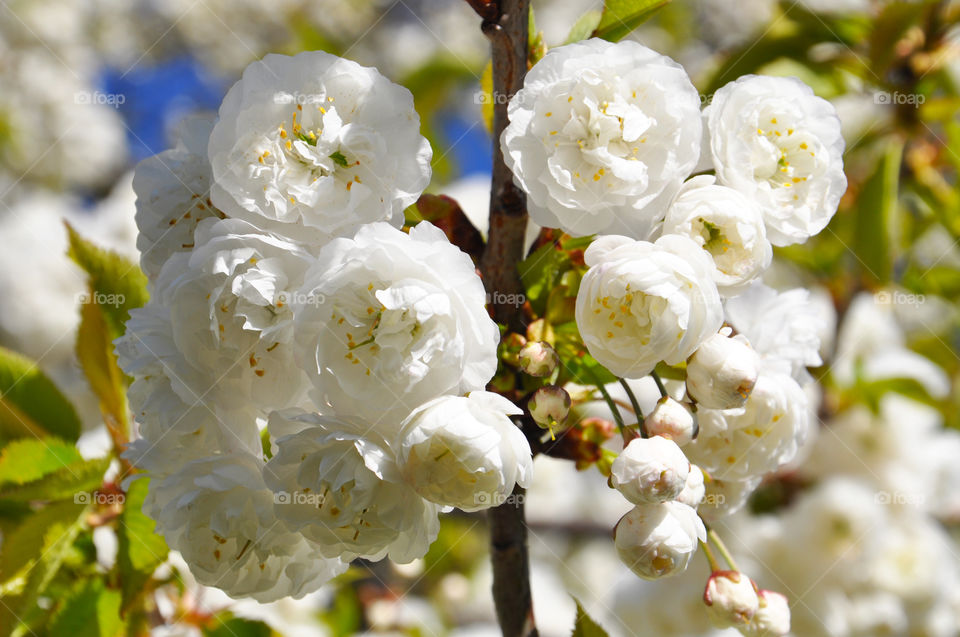 Blooming tree 