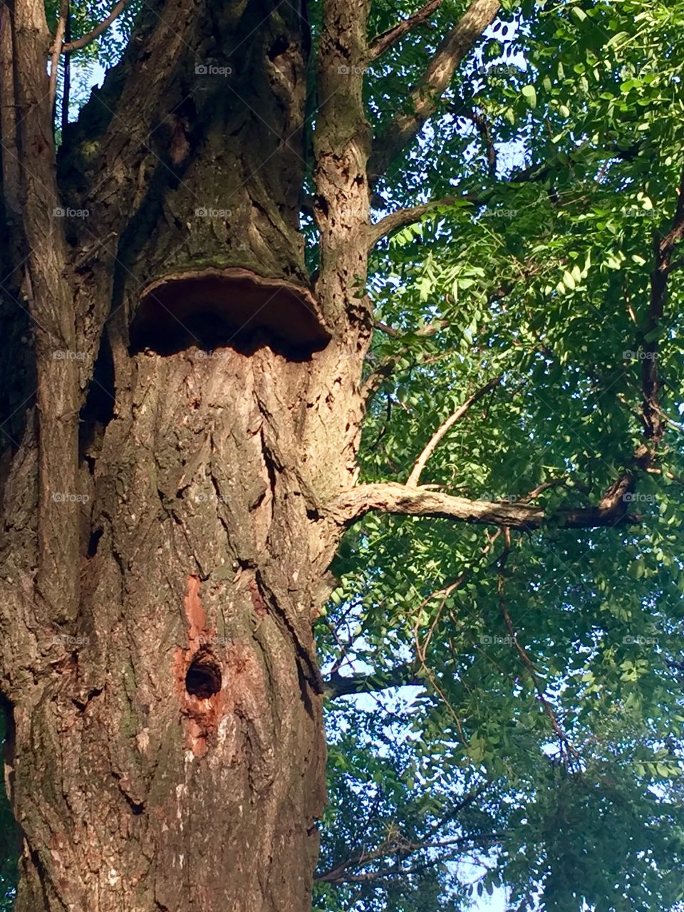 A Red-Headed Woodpecker’s home in a large leafy tree, with lichen for an “awning” 