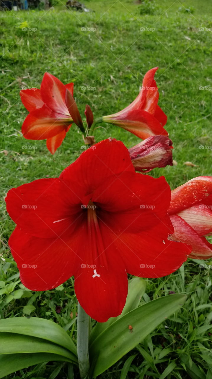 DOĞAL, ÇİÇEK AÇMA ZAMANI, BİTKİ DÜNYASI, ÇİÇEKLER, BAHÇE, Hippeastrum papilio (Ravenna).
