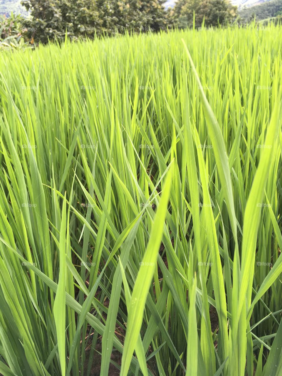 Natural  green 
Rices 

