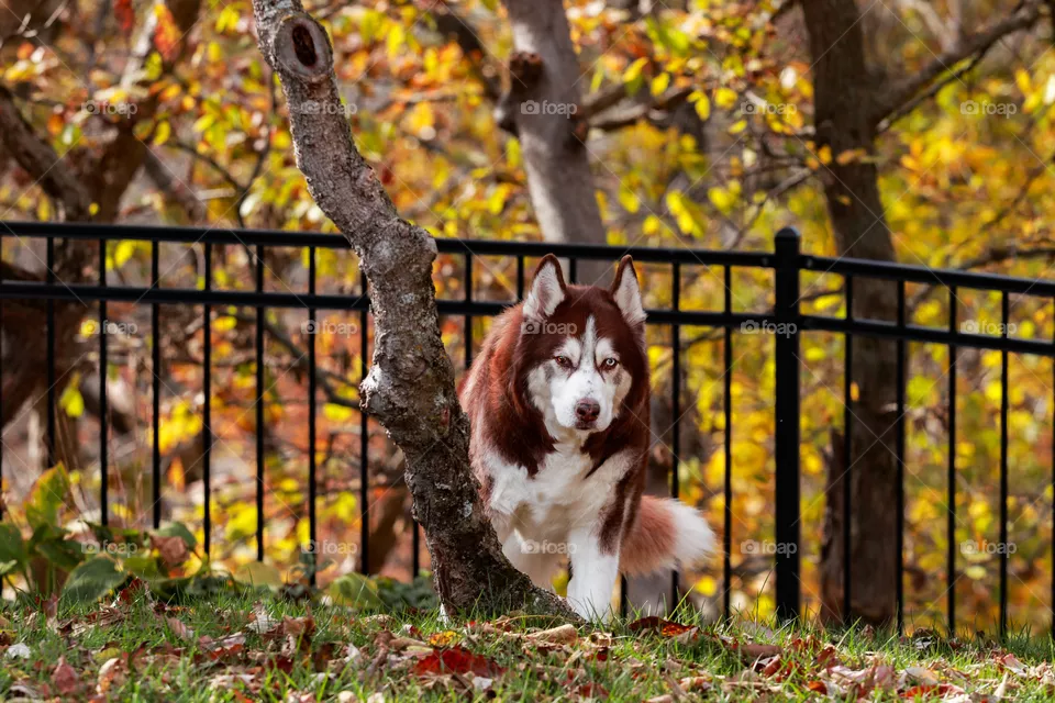 Husky in the fall