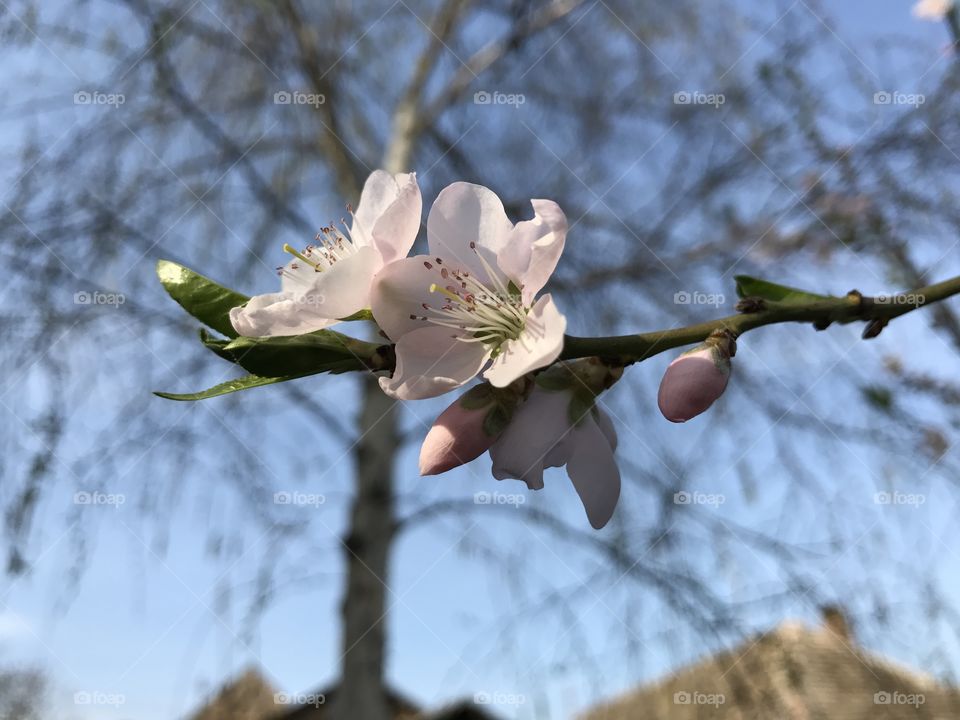 Soft rose buds.