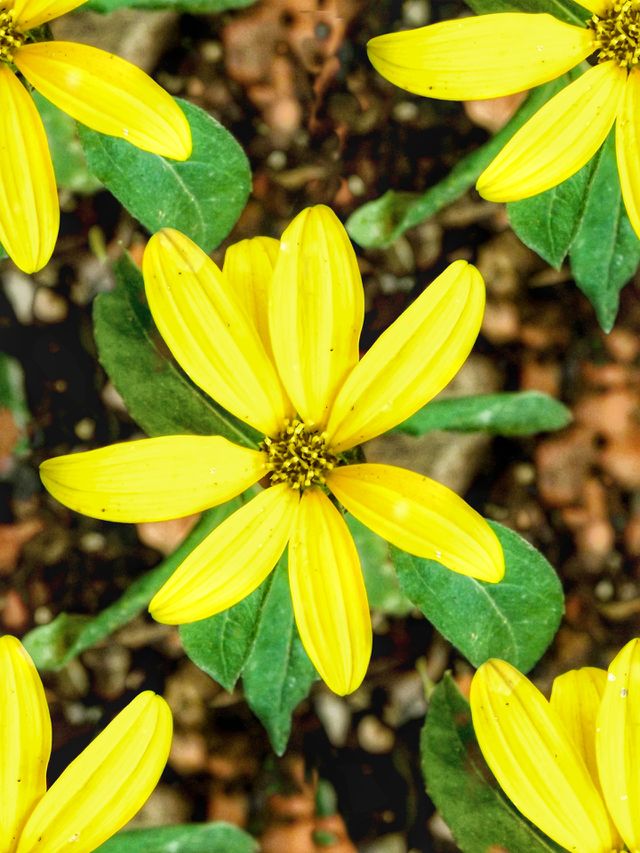 Yellow flowers