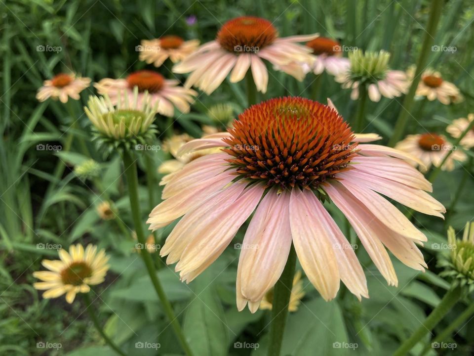 Peach Coneflower 