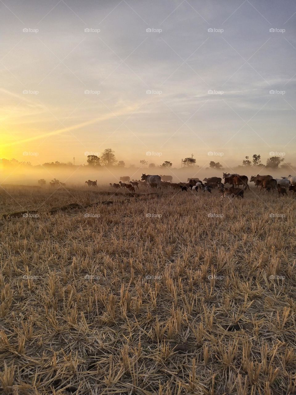 sunrise 🌄 evening viw