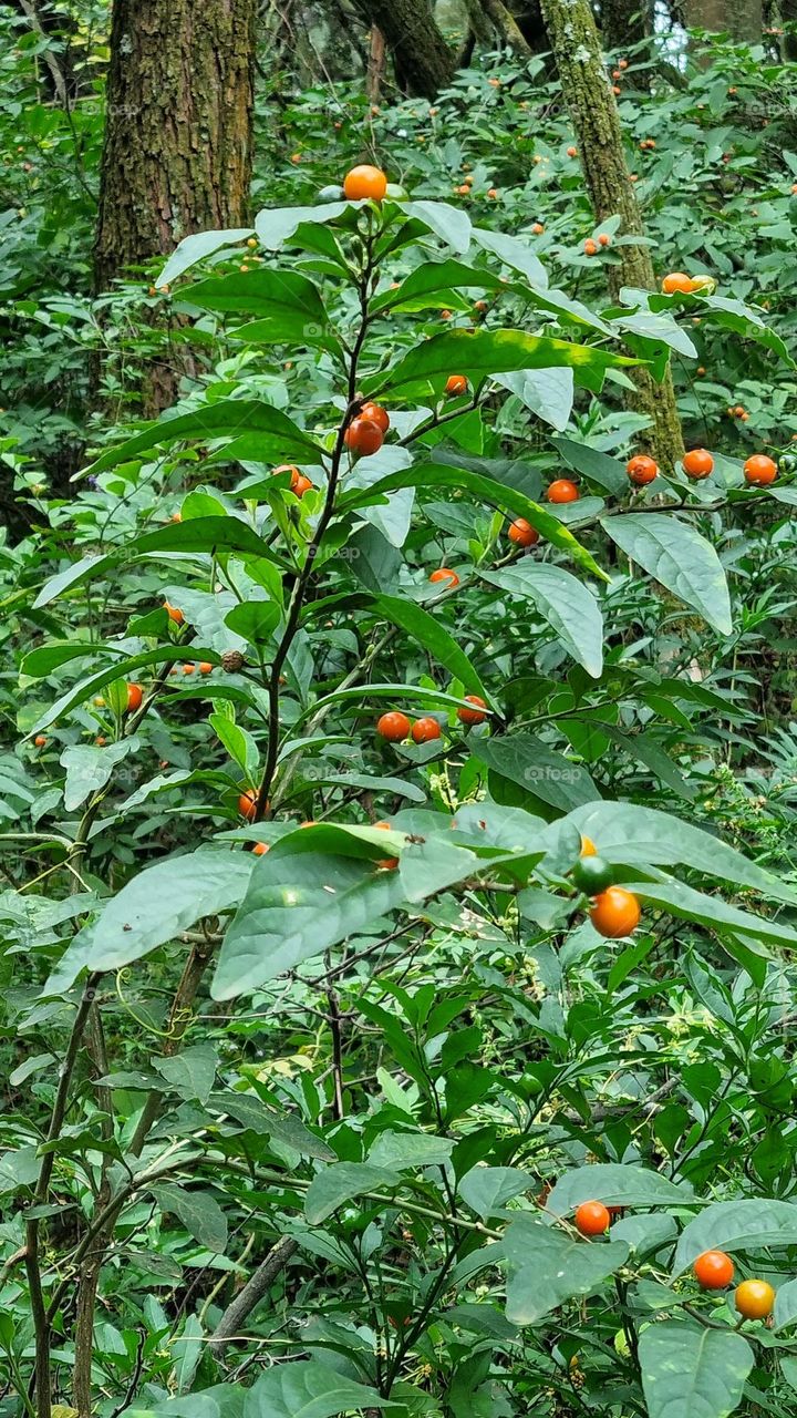 foods of the forest