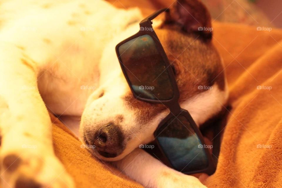Cool Jack Russell