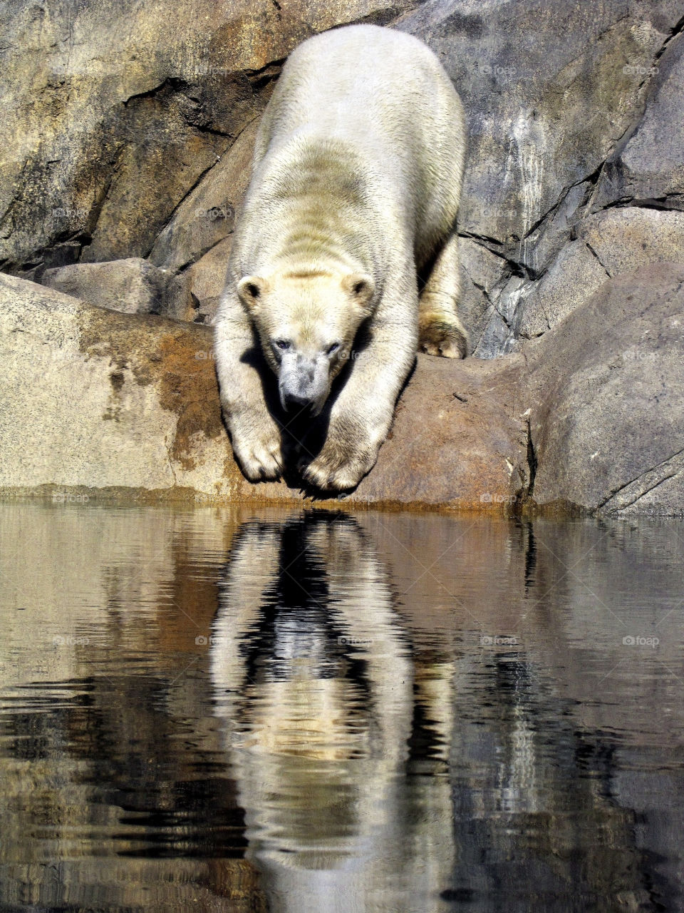 water reflection bear pretty-bear by landon