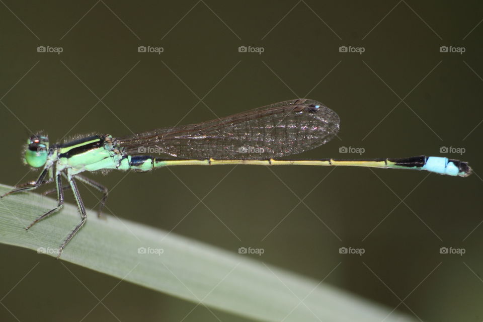Blue top tail darmselfy. Ischnura senegalensis, the name for scientific. In category of medium size darmselfy. Coloured for green body-thorax with black shape dorsal. Six knee of black, and narrow wings with little spot marking. Yellow tailed.