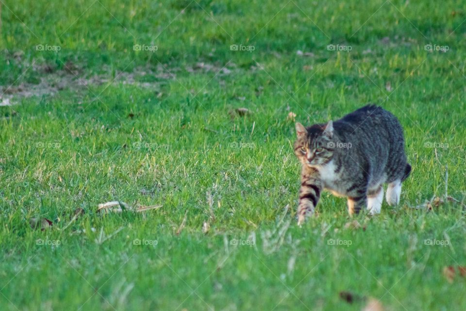 A grey tabby walking through bright green grass 