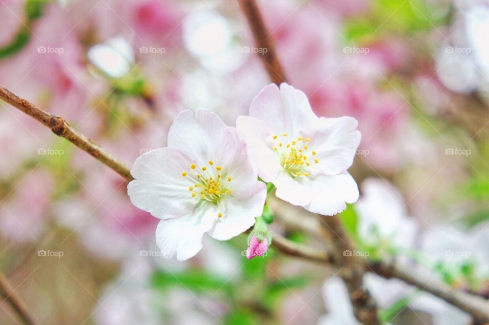 Blossoms in spring