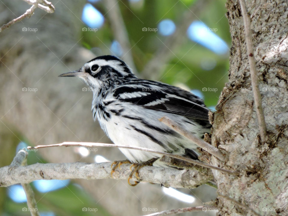 All Puffed Up. Migratory Black and White Warblerin Florida all puffed up