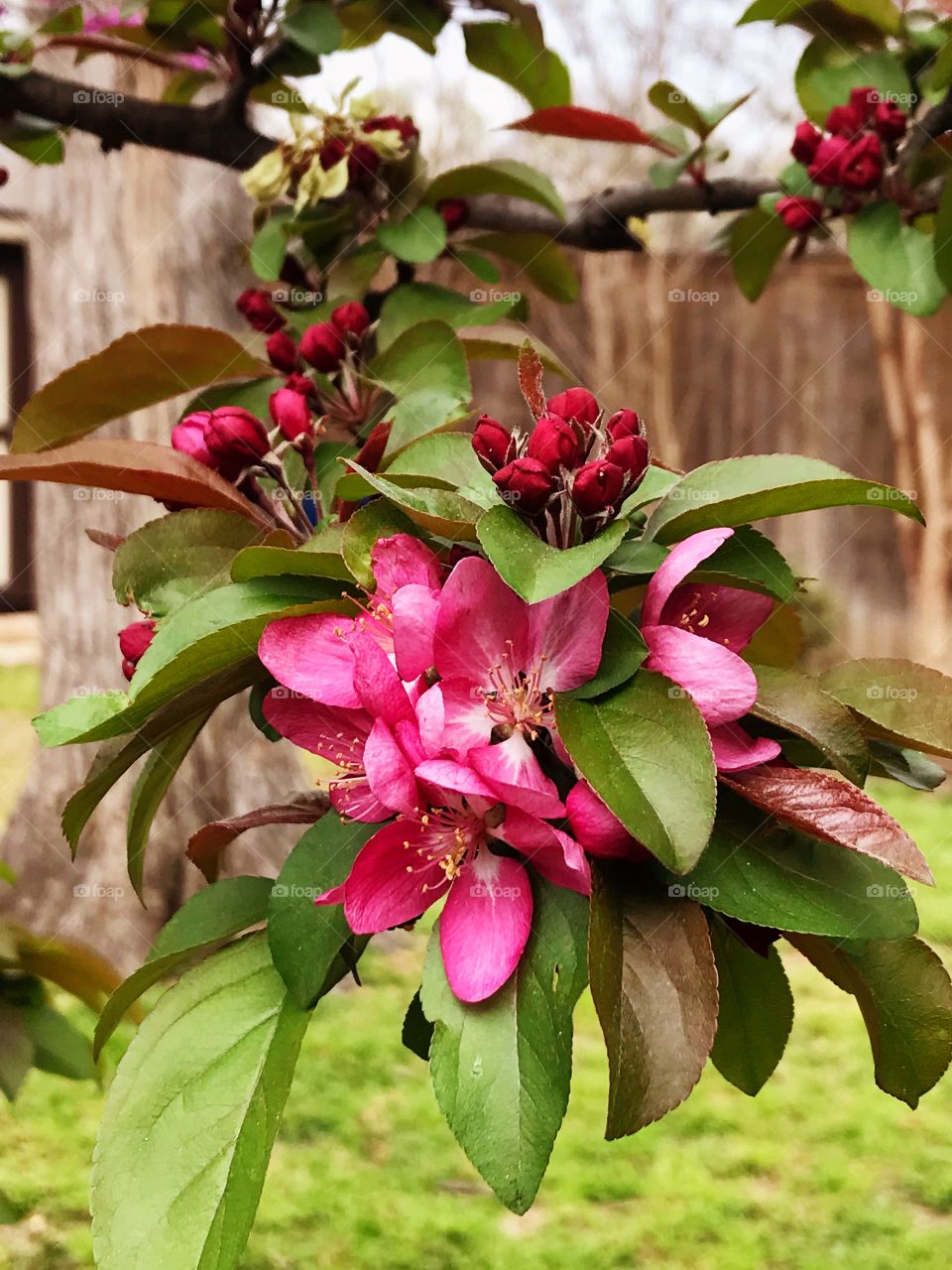 Crabapple closeup blossom