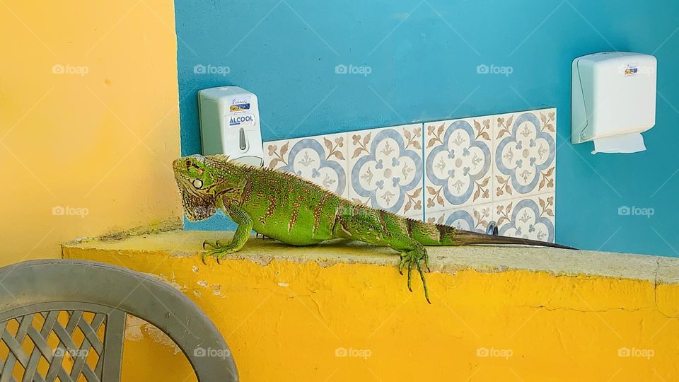Green iguana on top of wall 