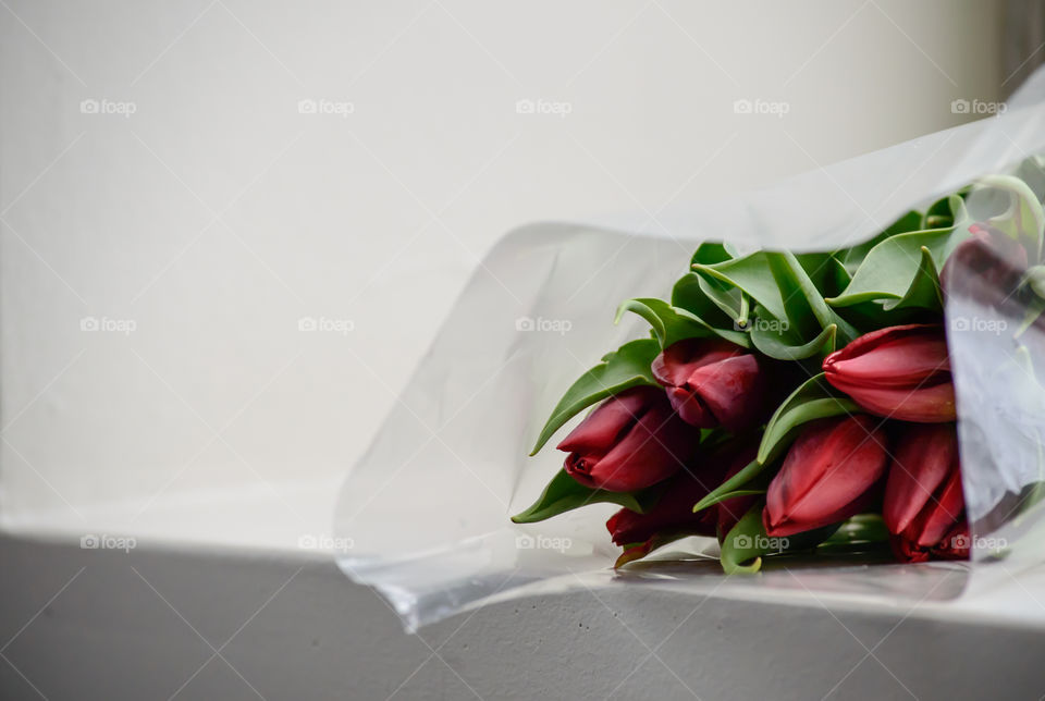 Red tulips isolated bouquet on windowsill spring love and romance symbolic flowers 
