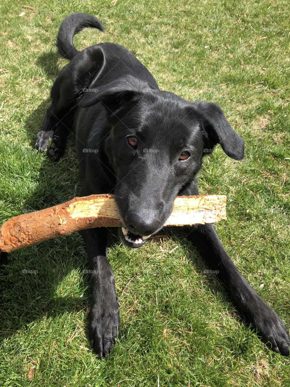 A Dog and his Stick 