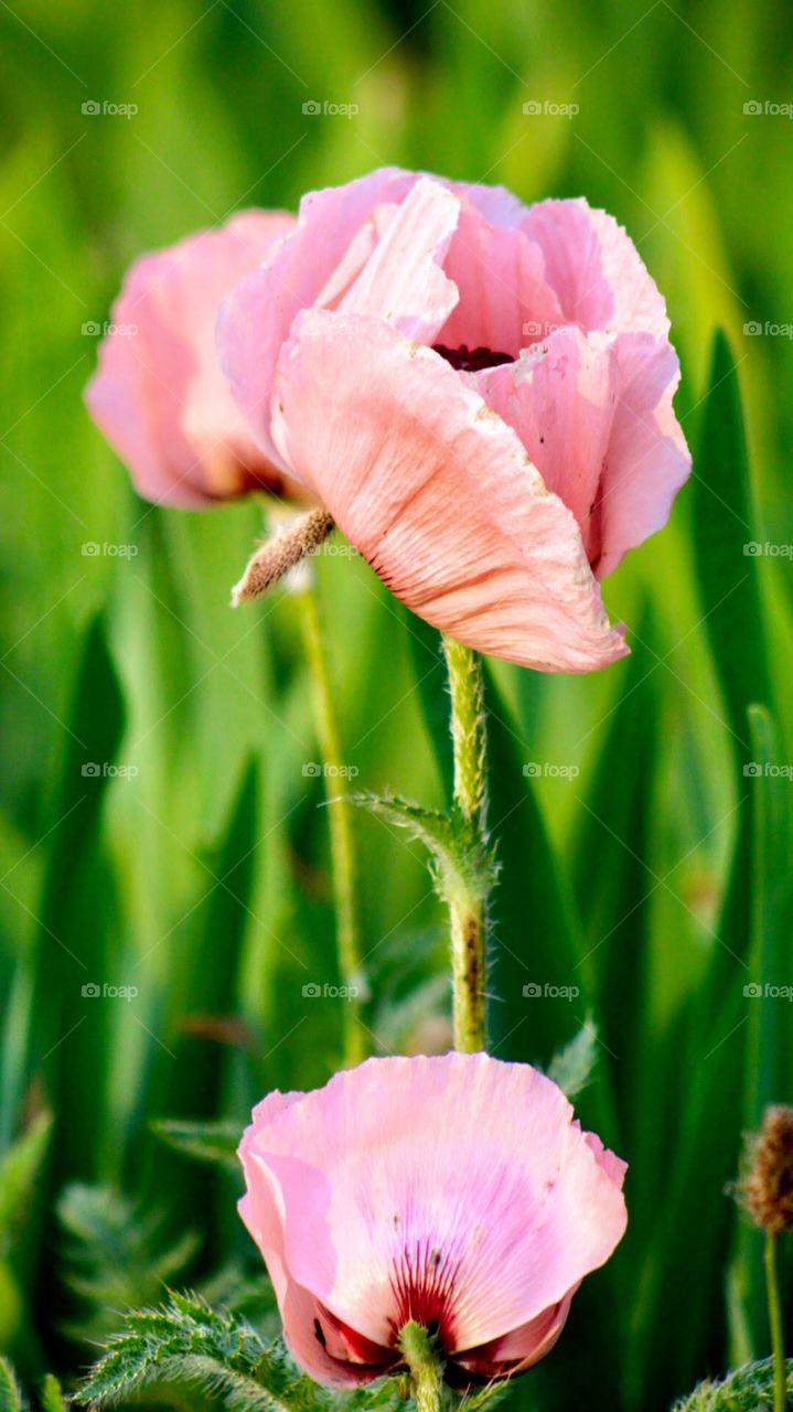 Pink poppies 