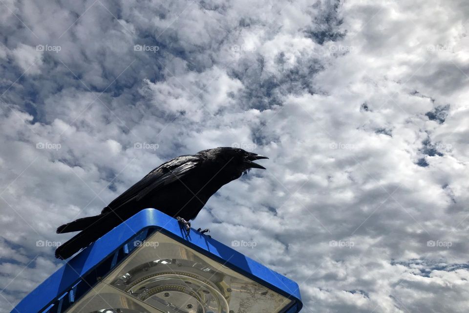 A large black raven purches upon a parking lot street light and sends out a call of the wild.