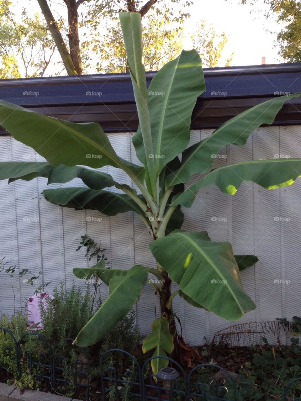 Banana Tree