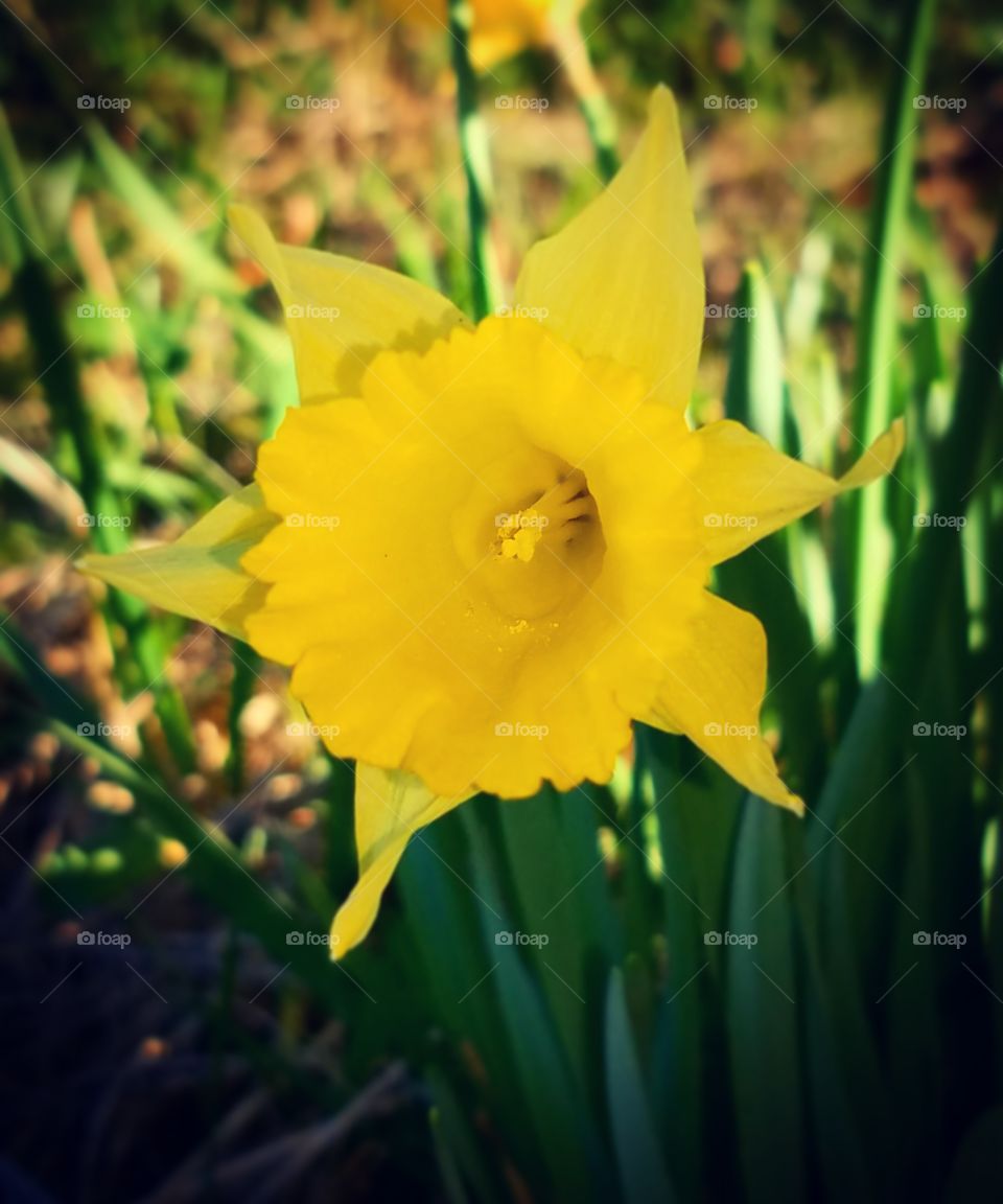 Daffodils by Daylight Five