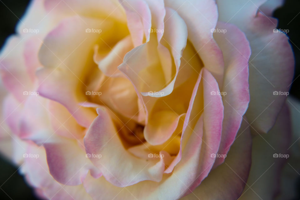 Multicolored rose closeup