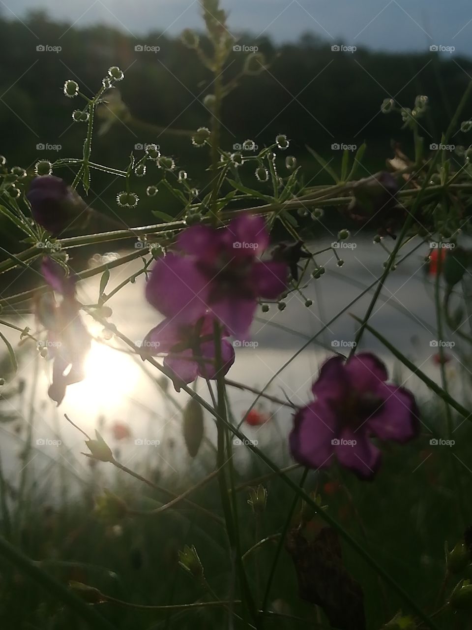 Sunset and magic Flowers