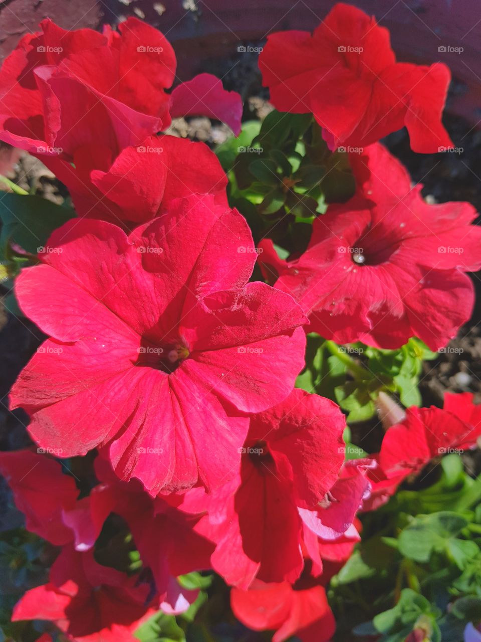 Red petunia