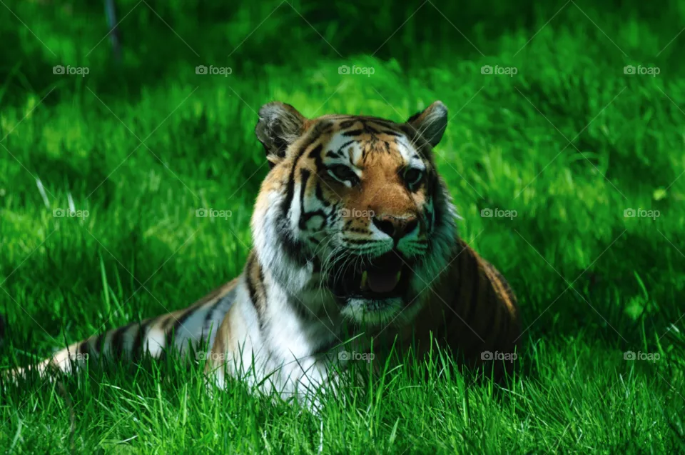 Wildlife, Mammal, Cat, Grass, Nature