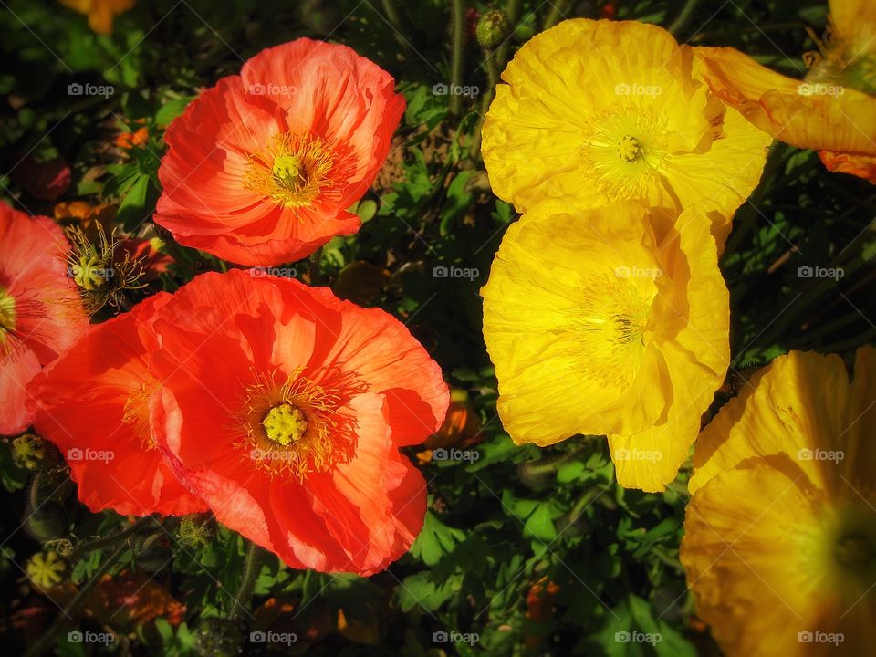 Poppies 