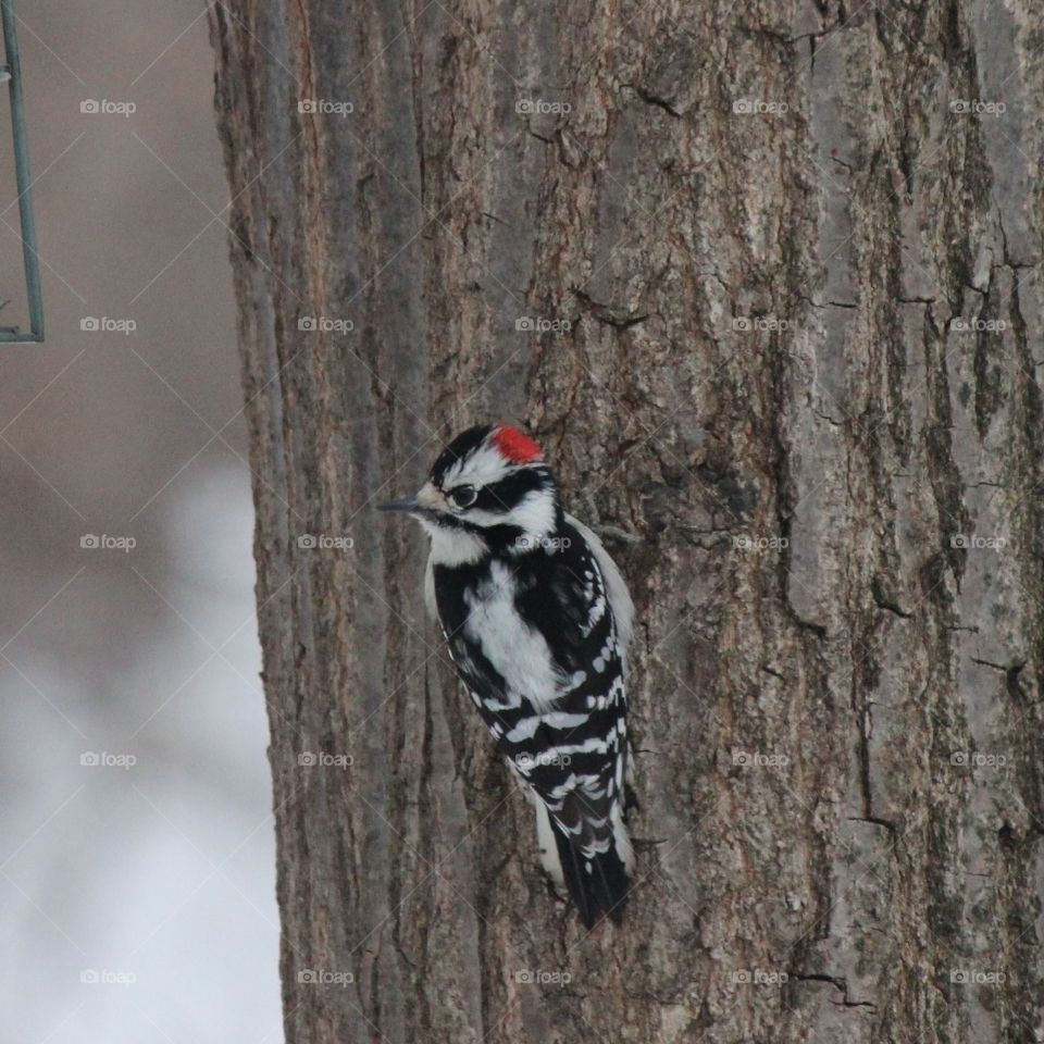 Downy woodpecker. bird watching