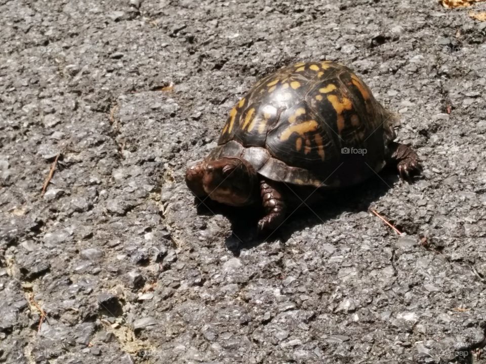 Eastern Box Turtle. Found him in the Smokies in TN