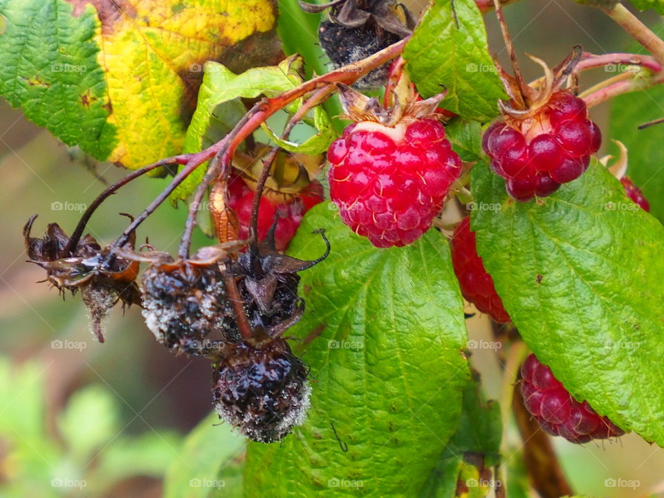 Autumn in the garden