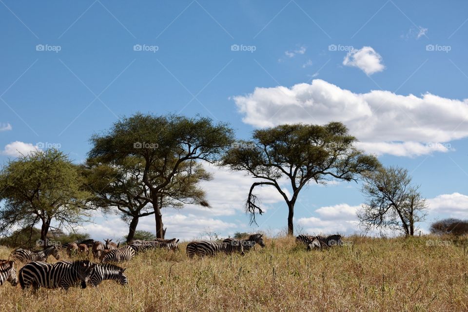 Beautiful sky and zebras in the unique wildlife of Tanzania!
