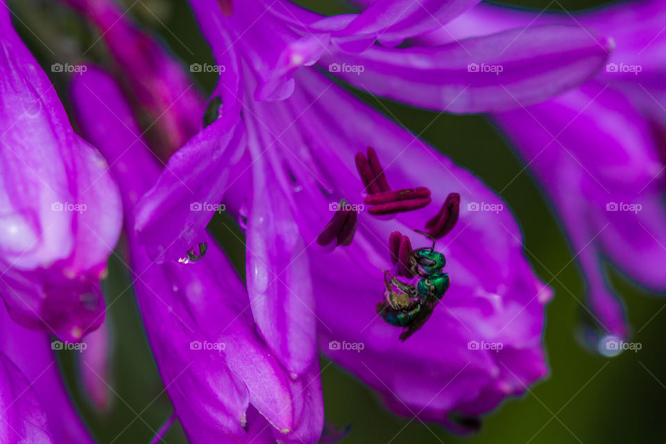 wasp pollinating purple flower