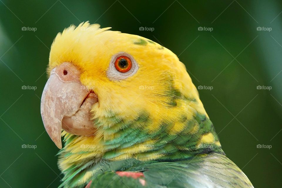 Portrait of beautiful Yellow-headed Amazon Parrot in Mexico on green blurry background