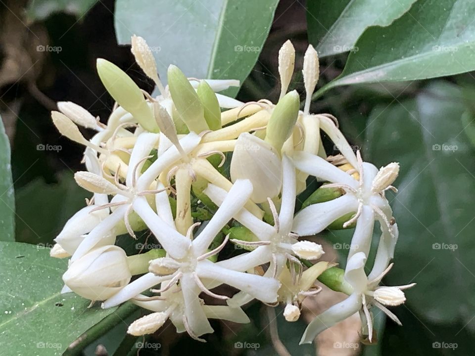 The white color stories, my garden ( Countryside)