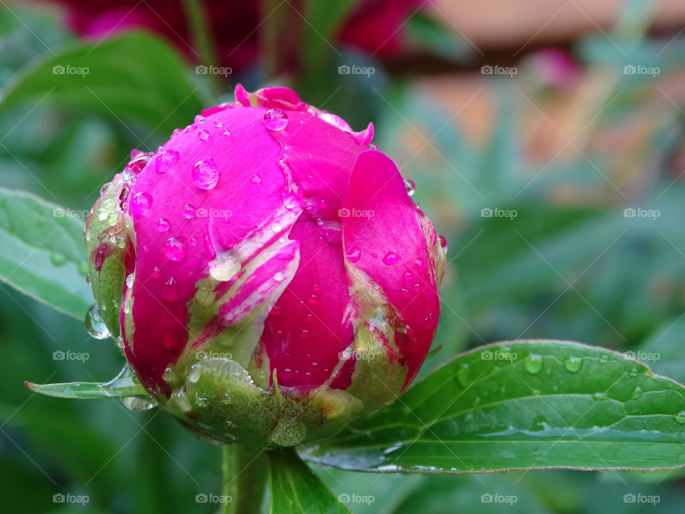 Peony