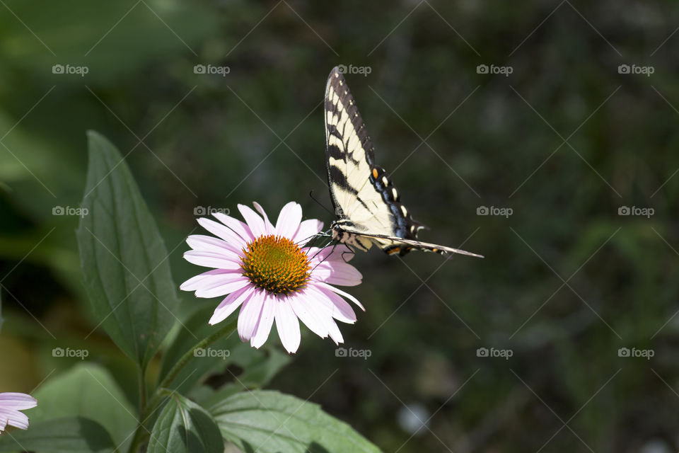 Butterfly on a coneflower 