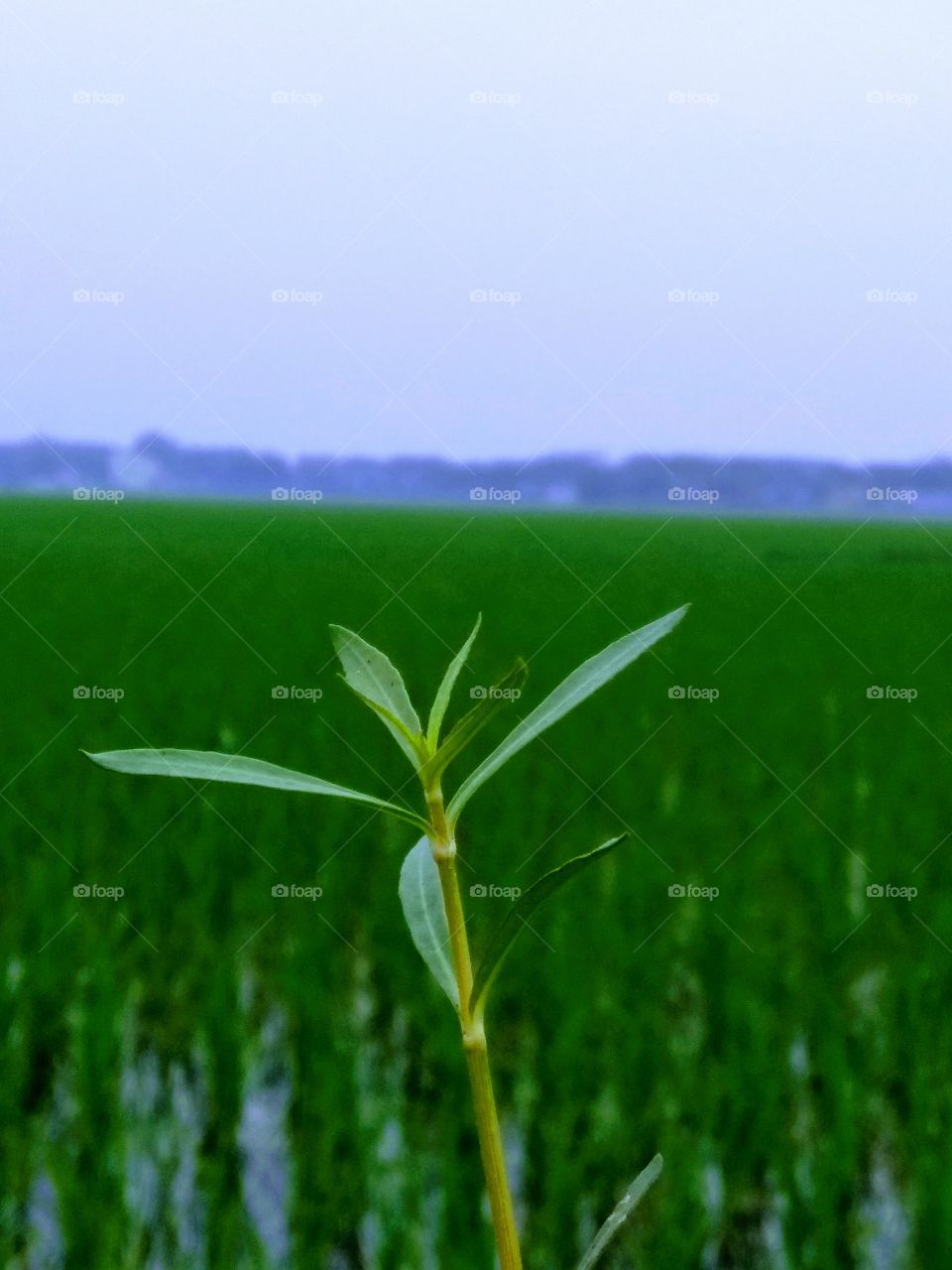 simple Grass