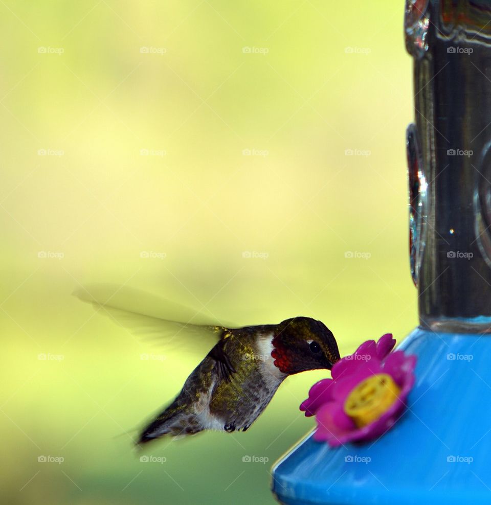 hummingbird drinking at feeder