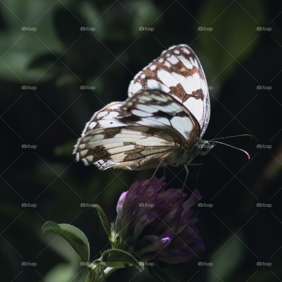 A marbled white butterfly catches the light on its wings as it sits upon a pink clover flower