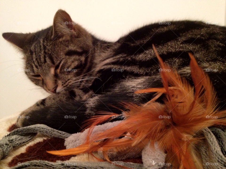 cat animal pet feather by bigcarp